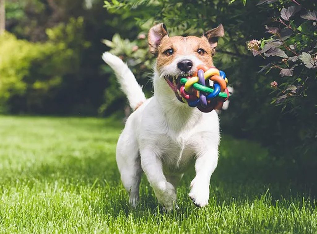 Chanelle Pet e Clínica Veterinária promovem dia de atividades especiais para os pets do ABC
