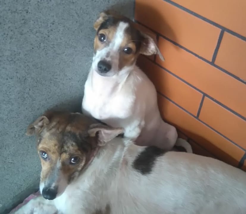 Atrium Shopping realiza feira de adoção de animais