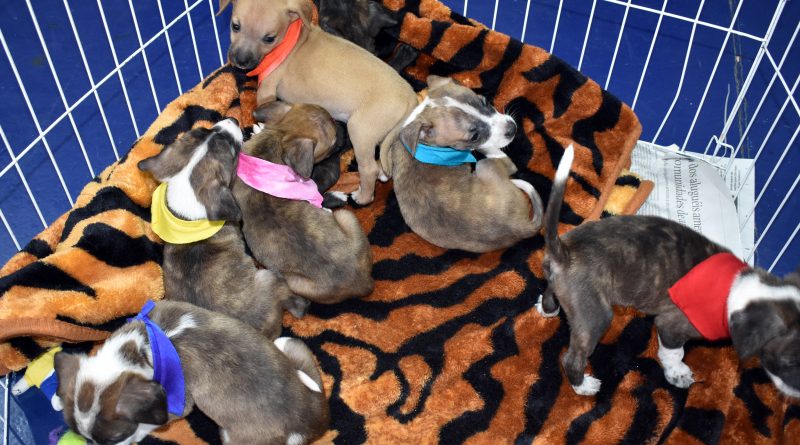 Voluntários promovem Feira de Adoção Animal
