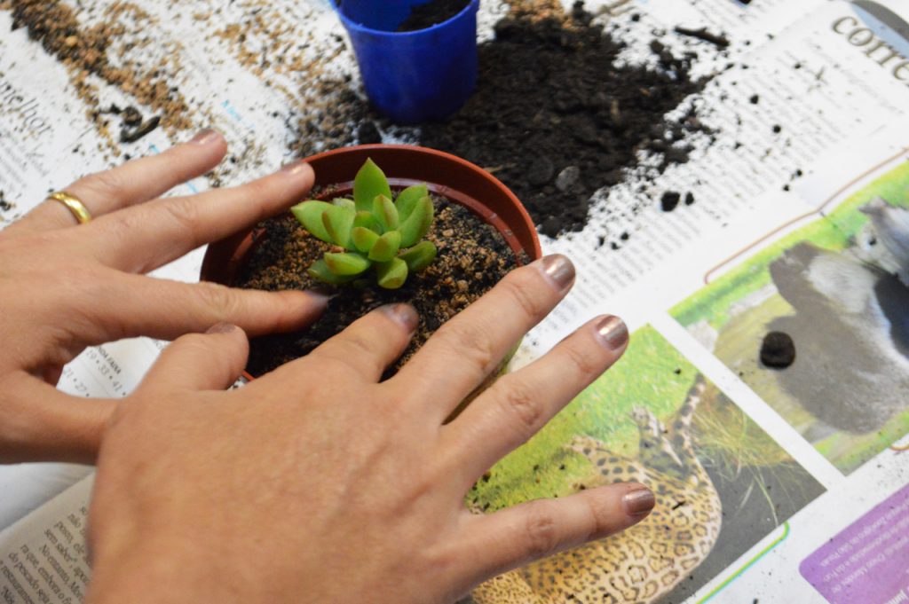 Curso do Semasa aborda os benefícios que as plantas promovem para a saúde