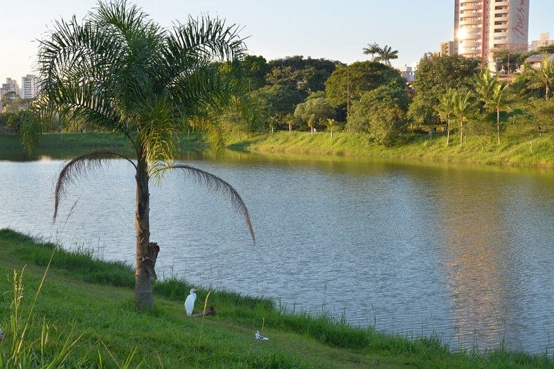 Semasa promove encontro on-line para falar sobre arborização e bem-estar nas cidades