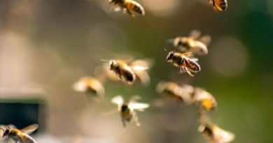 Ataque de abelhas em Diadema: Sete adolescentes ficam feridos e são resgatados