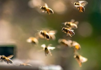 Ataque de abelhas em Diadema: Sete adolescentes ficam feridos e são resgatados