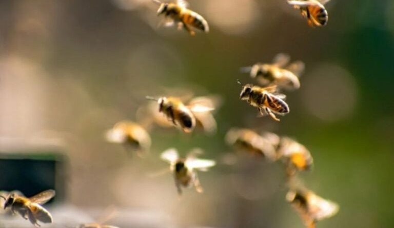 Ataque de abelhas em Diadema: Sete adolescentes ficam feridos e são resgatados