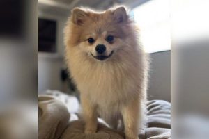 Cachorro morre horas após castração em clínica de São Bernardo