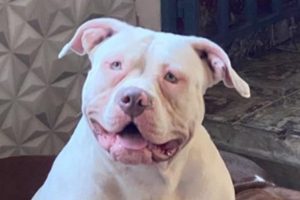 Clínica nega culpa por morte de cachorro e Câmara de SBC propõe investigação