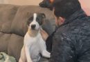 De malas prontas? Reação de cachorrinha ao ouvir que será “trocada” por um passarinho viraliza na web
