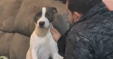 De malas prontas? Reação de cachorrinha ao ouvir que será “trocada” por um passarinho viraliza na web