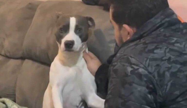 De malas prontas? Reação de cachorrinha ao ouvir que será “trocada” por um passarinho viraliza na web