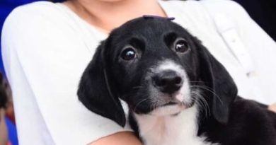 Diadema realiza a “parada pet 2025” com castração, vacinação, vermifugação, palestras, brindes e ações de conscientização