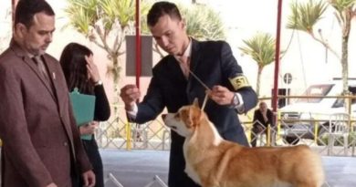 Exposição de Cães de Raça Pura movimenta Ribeirão Pires neste fim de semana