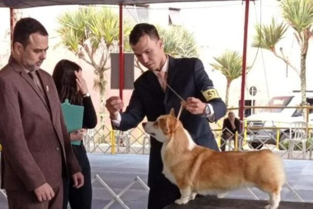 Exposição de Cães de Raça Pura movimenta Ribeirão Pires neste fim de semana