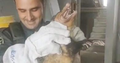 GCM Ambiental de Diadema resgata animais silvestres