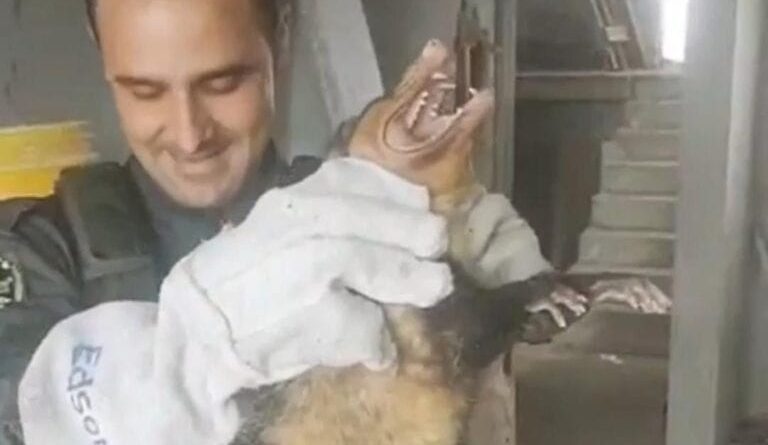 GCM Ambiental de Diadema resgata animais silvestres