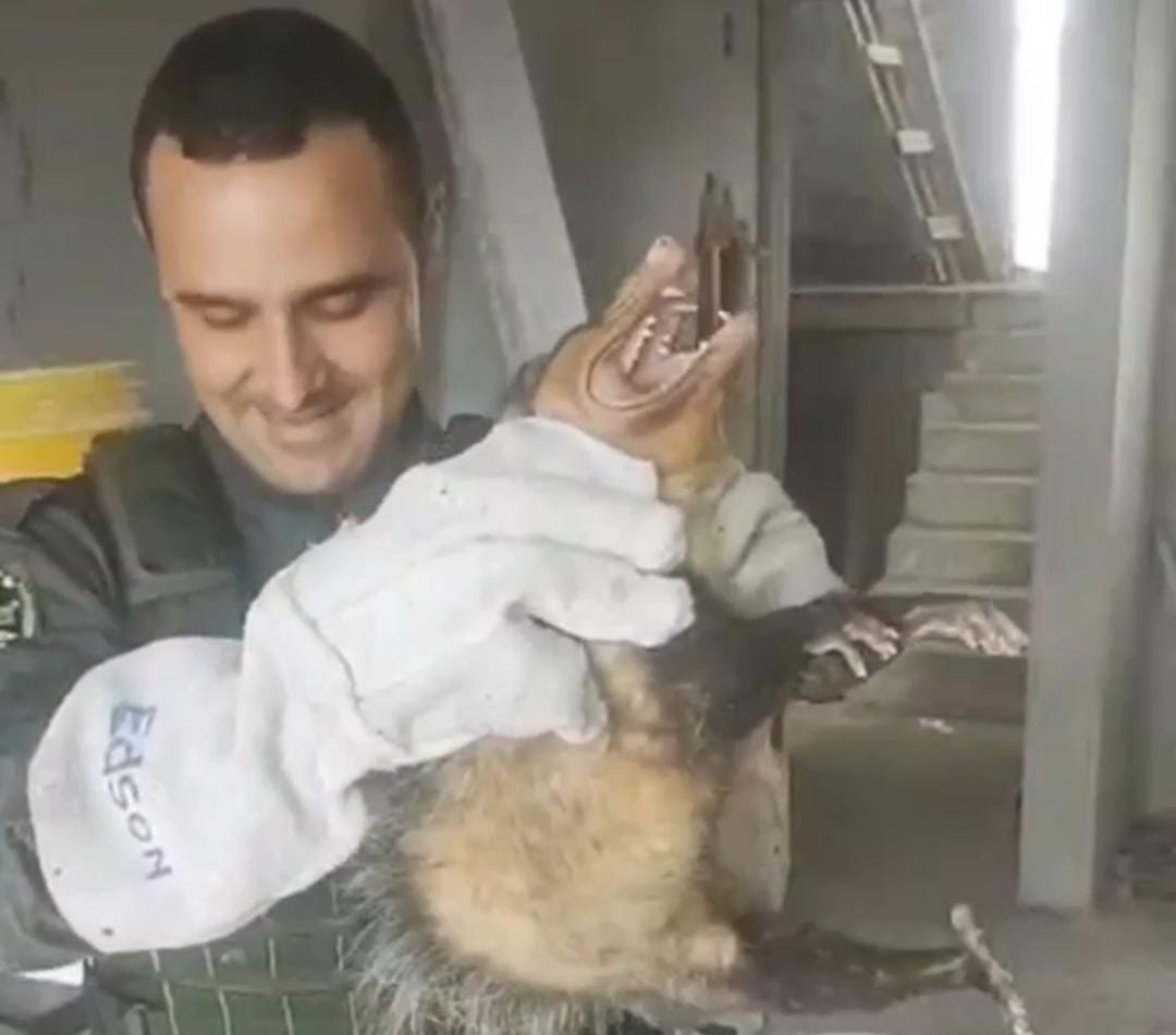 GCM Ambiental de Diadema resgata