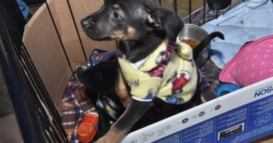 Parque Central recebe no domingo última edição do ano da feira de adoção “Eu amo, eu adoto”