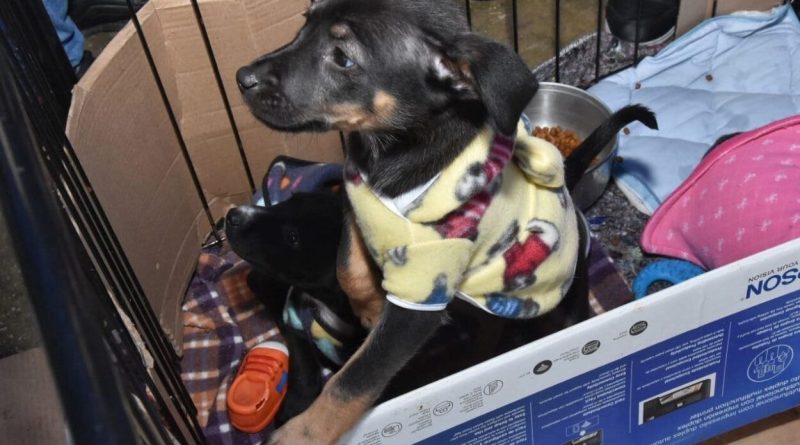 Parque Central recebe no domingo última edição do ano da feira de adoção “Eu amo, eu adoto”