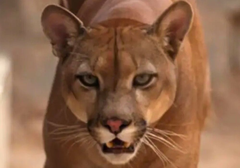 Especialistas da equipe de fauna monitoram a região de Ouro Fino após animais domésticos aparecerem feridos por possivelmente por onça