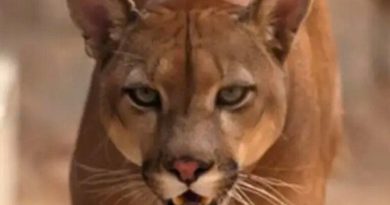 Ribeirão Pires  investiga possível presença de Onça-Parda após relatos de moradores