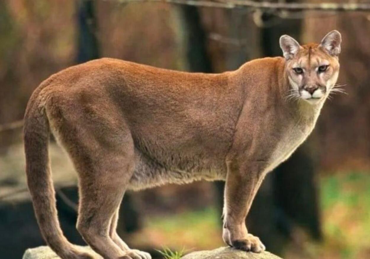 Ribeirão Pires investiga possível presença de Onça-Parda após relatos de moradores