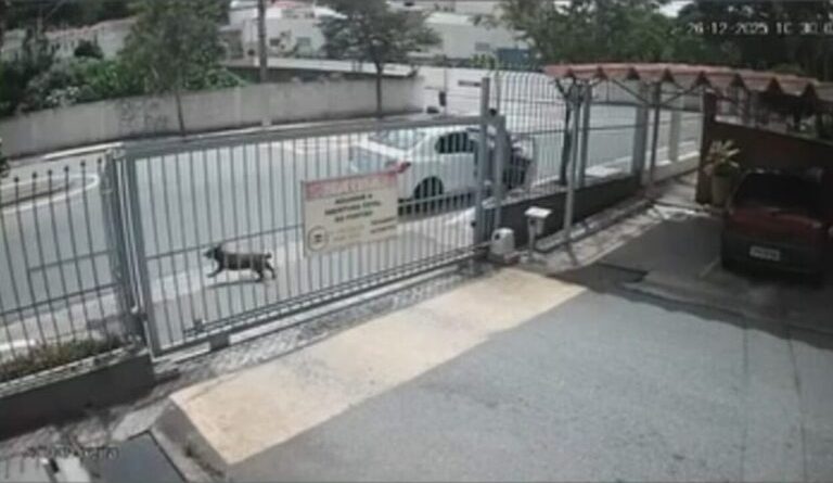 Cachorro é abandonado por motorista em São Caetano e moradores denunciam