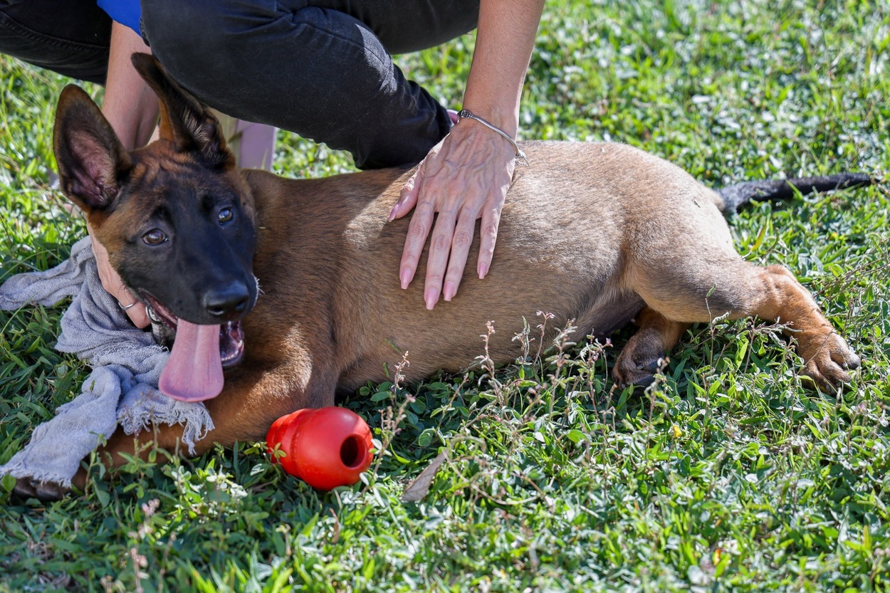Canil da GCM de São Caetano recebe reforço de dois novos pastores Belga Mallinois