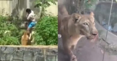 Fim trágico e história de abandono: Jovem morto por leoa em Zoo sonhava em cuidar de animais  
