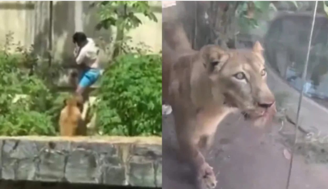 Fim trágico e história de abandono: Jovem morto por leoa em Zoo sonhava em cuidar de animais