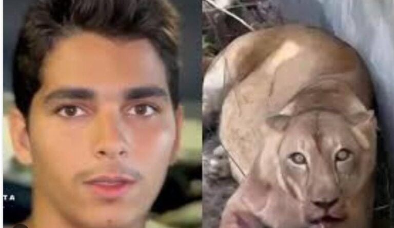 Leoa que tirou a vida de jovem em zoológico está “bem” após estresse e eutanásia está descartada