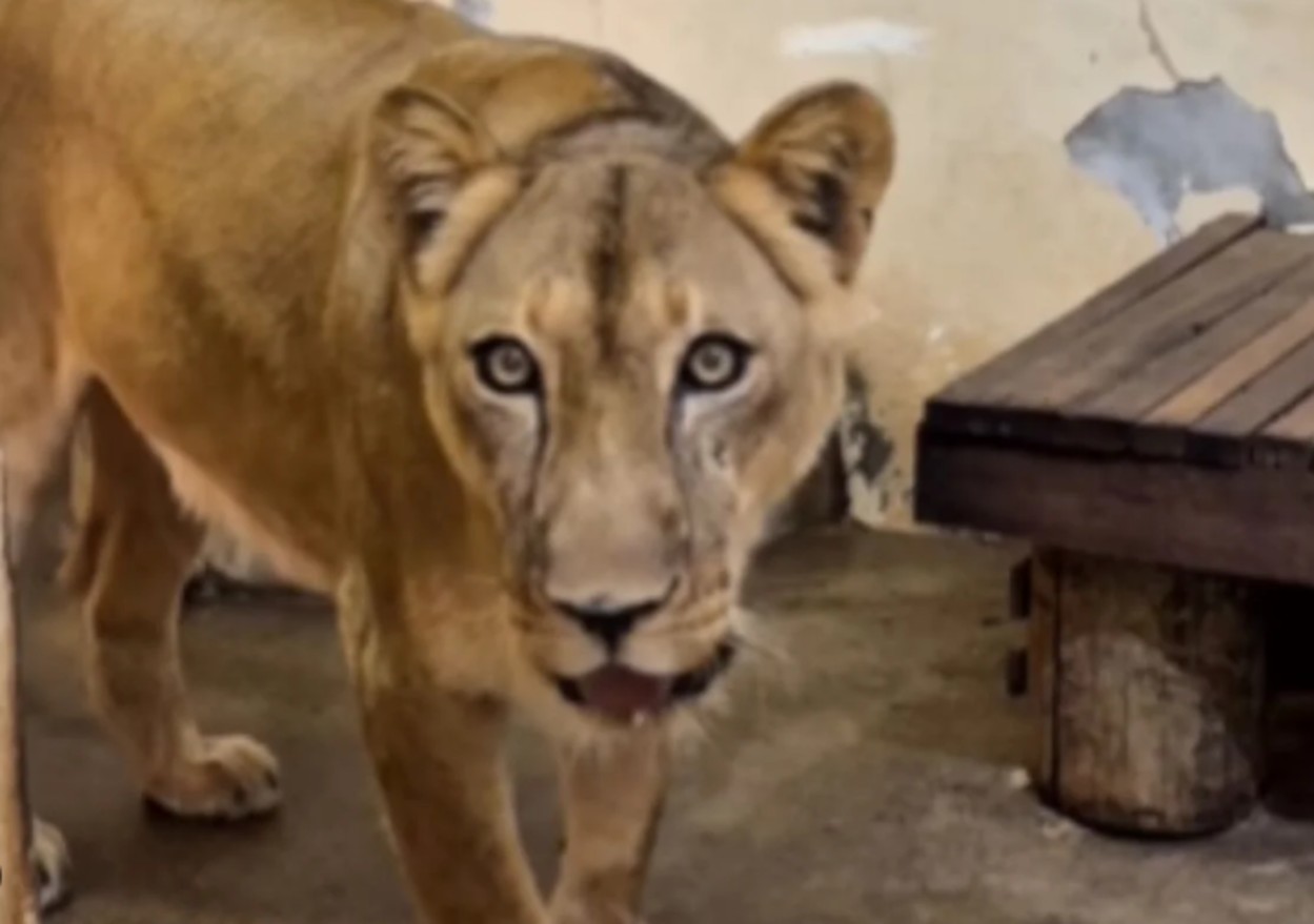 Leoa que tirou a vida de jovem em zoológico está "bem" após estresse e eutanásia está descartada