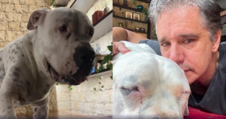 Márcio Garcia lamenta óbito de seu cão Dogo: “Um grande amigo e companheiro”