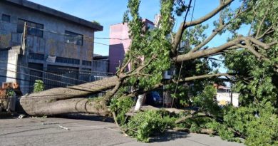 Ventania derruba 35 árvores e cinco postes em Diadema