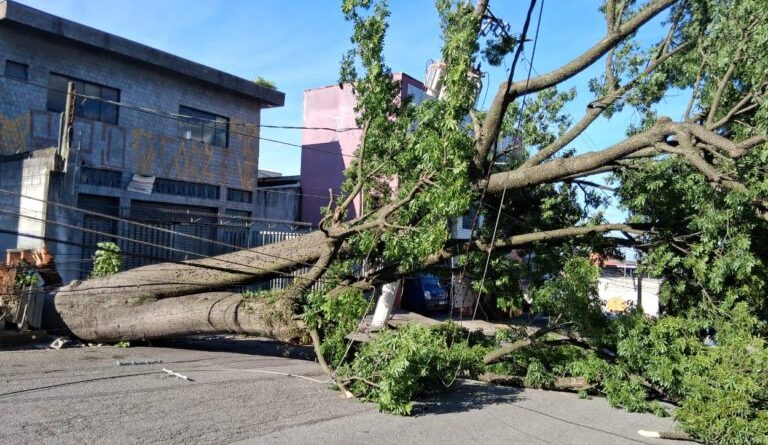 Ventania derruba 35 árvores e cinco postes em Diadema