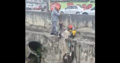 Bombeiros resgatam cachorro ilhado às margens de rio em Santo André