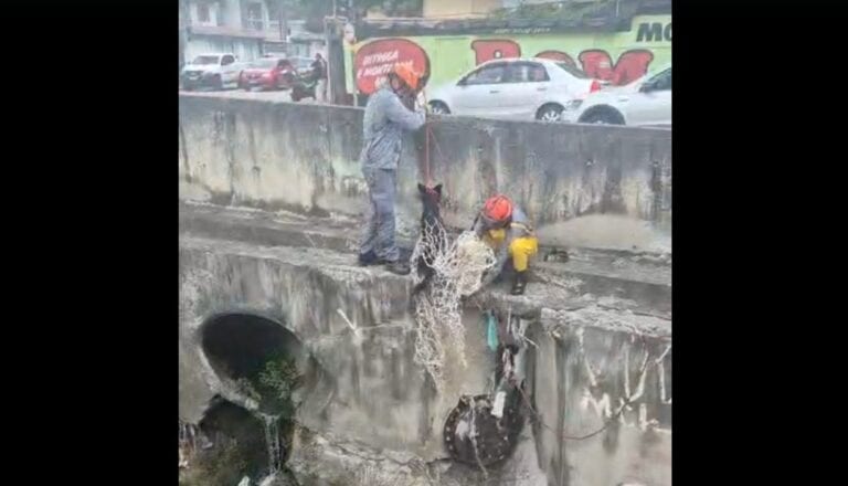 Bombeiros resgatam cachorro ilhado às margens de rio em Santo André