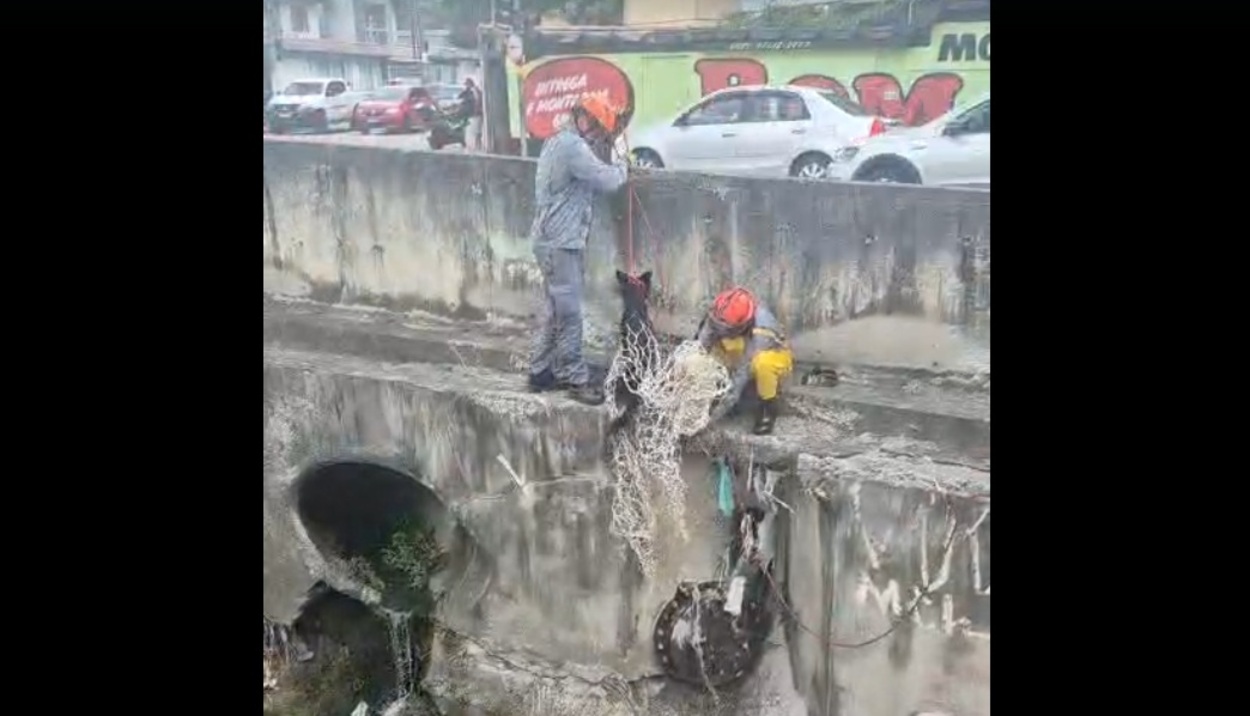 Bombeiros resgatam cachorro ilhado às margens de rio em Santo André