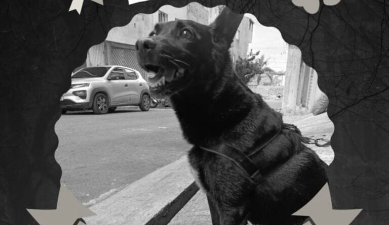 Cachorrinha Lola é encontrada sem vida em Diadema após fugir durante queima de fogos