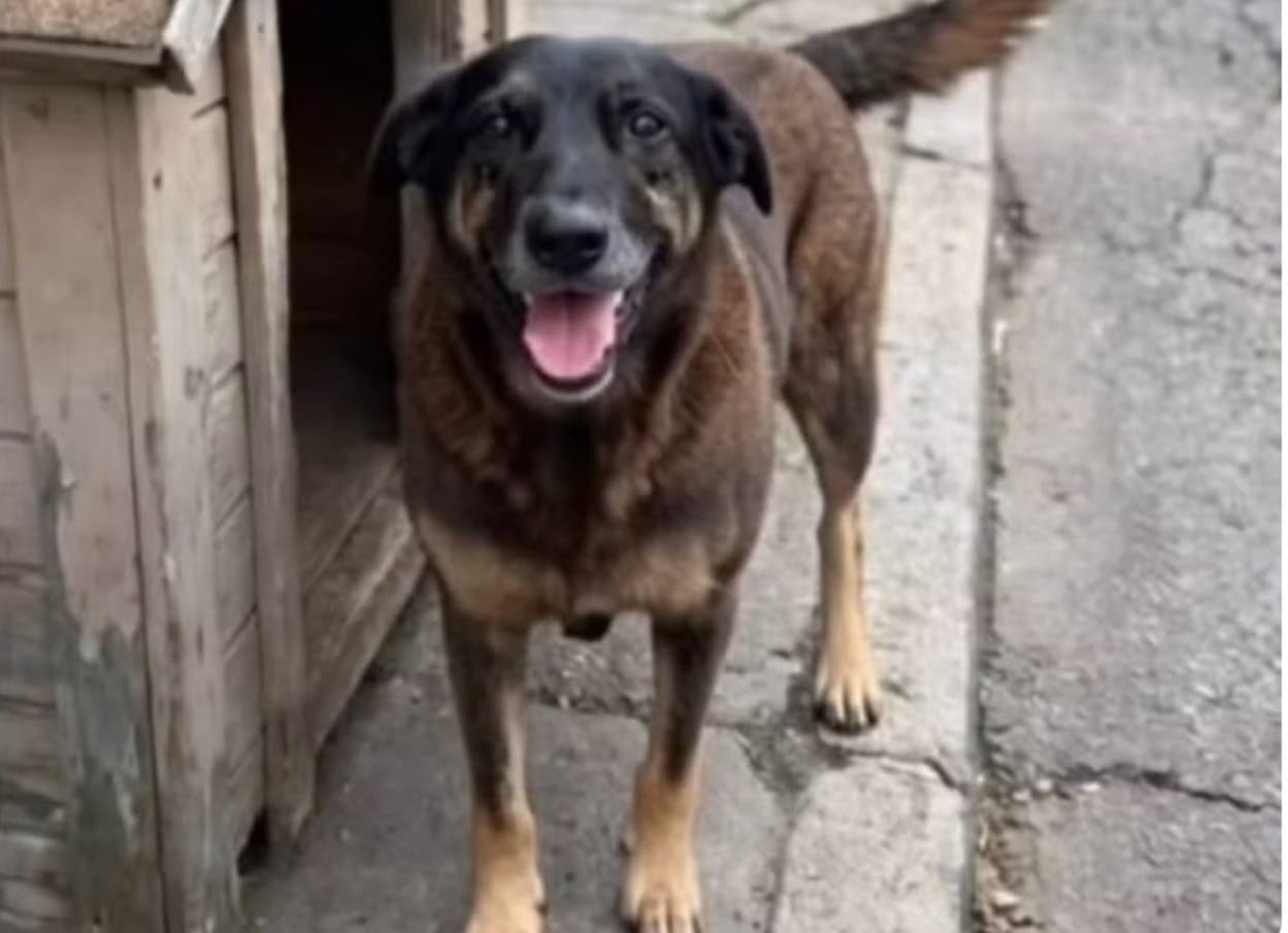 Memória de Orelha: vídeo feito por IA simula 'encontro no céu' e comove web