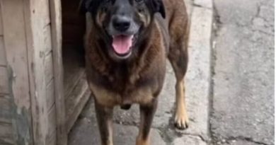 Emoção: Vídeo de menino lamentando óbito do cão Orelha viraliza e vira lição de empatia