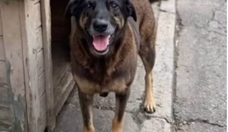 Emoção: Vídeo de menino lamentando óbito do cão Orelha viraliza e vira lição de empatia