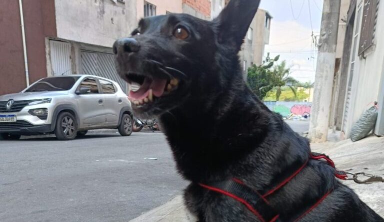 Fogos de artifício deixa rastro de angústia com desaparecimento de cachorrinha em Diadema