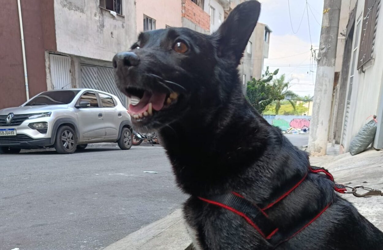 Cachorrinha Lola segue desaparecida há seis dias e tutora pede ajuda para localizá-la
