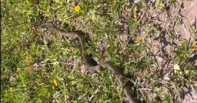 Guarda Ambiental resgata jararaca de 1,60 metro em área urbana de São Bernardo