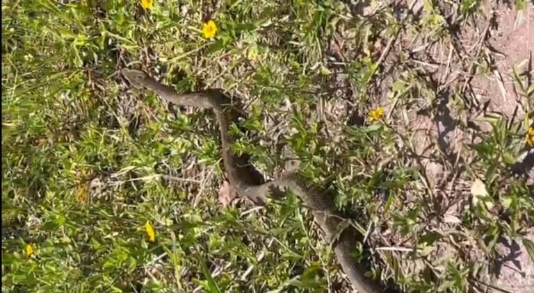 Guarda Ambiental resgata jararaca de 1,60 metro em área urbana de São Bernardo