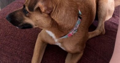 Moradora de São Bernardo busca donos de “filhotona” encontrada no Bairro Parque dos Pássaros