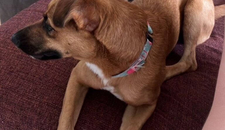 Moradora de São Bernardo busca donos de “filhotona” encontrada no Bairro Parque dos Pássaros