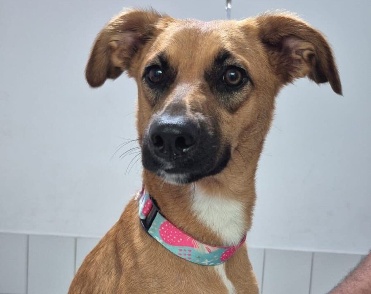 Moradora de São Bernardo busca donos de "filhotona" encontrada no Bairro Parque dos Pássaros