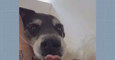 Morte de cão após queima de fogos no Rio reacende alerta sobre riscos do barulho para animais