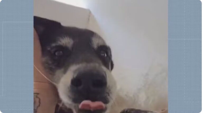 Morte de cão após queima de fogos no Rio reacende alerta sobre riscos do barulho para animais