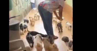 Polícia resgata 59 cães em situação de maus-tratos em Santo André